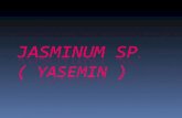 Jasminum sp . ( Yasemin )