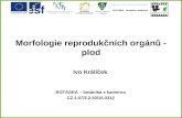 Morfologie reprodukčních orgánů - plod
