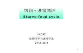饥饿 - 进食循环  Starve-feed cycle