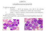 LAM 4 (myélomonocytaire)