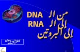 من الـ   DNA إلى الـ   RNA إلى البروتين