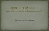 STRUKTUR SEL II  (organel sel, sitoskeleton dan pertautan sel)