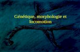 Génétique, morphologie et locomotion