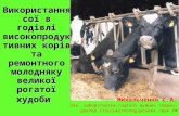 Використання сої в годівлі високопродуктивних корів та ремонтного молодняку великої рогатої худоби