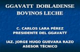 GGAVATT  DOBLADENSE BOVINOS LECHE C. CARLOS LARA PÉREZ PRESIDENTE DEL GGAVATT