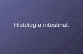 Histología intestinal.