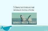 วิวัฒนาการของวาฬ Whale evolution
