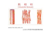肌  组  织 ( muscle tissue)