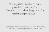 Drosophila  anterior-posterior axis formation during early embryogenesis