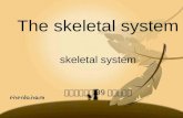 The skeletal system skeletal system 临床医学一系 09 级八班一组