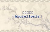 布氏杆菌病 （ brucellosis ）