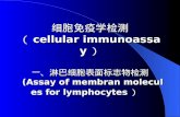 细胞免疫学检测 （ cellular immunoassay ） 一、淋巴细胞表面标志物检测 (Assay of membran molecules for lymphocytes ）