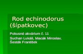 Rod echinodorus (šípatkovec)