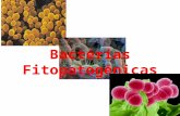 Bactérias  Fitopatogênicas
