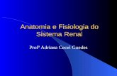 Anatomia e Fisiologia do Sistema Renal