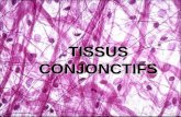 TISSUS CONJONCTIFS