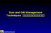 Sow and Gilt Management Techniques  经产母猪和后备母猪管理技术