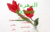 الزهرة     Flower