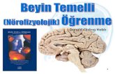 Beyin Temelli (Nörofizyolojik)  Öğrenme