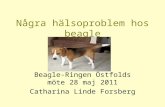 Några hälsoproblem hos beagle