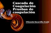 Cascada de Coagulación Pruebas de coagulación