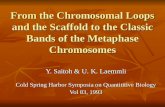 From the Chromosomal Loops and the Scaffold to the Classic Bands of the Metaphase Chromosomes