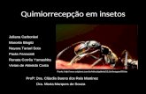 Quimiorrecepção em insetos