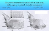 Rozprzestrzenienie się bakterii  E.coli  typu kałowego w wodach Zatoki Gdańskiej