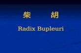 柴       胡 Radix Bupleuri