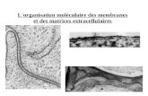 L'organisation moléculaire des membranes et des matrices extracellulaires