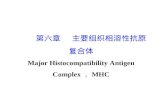 第六章    主要组织相溶性抗原 复合体 Major Histocompatibility Antigen Complex，MHC