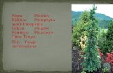 Alem:Plantae Bölüm:Pinophyta Sınıf:Pinopsida Takım:Pinales Familya:Pinaceae Cins: Tsuga