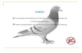 POMBOS  As pombas domésticas (Columba livia) são originárias do Continente Europeu;