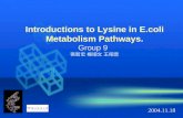 Introductions to Lysine in E.coli Metabolism Pathways. Group 9   張智宏 楊翊文 王翔昱