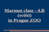Marmut class - 4.B (svišti) in Prague ZOO
