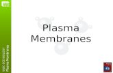 Plasma Membranes