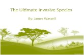 The Ultimate Invasive Species