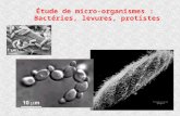 Étude de micro-organismes :  Bactéries, levures, protistes
