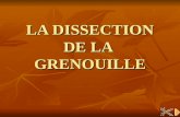 LA DISSECTION DE LA  GRENOUILLE