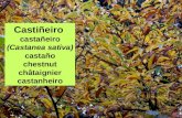 Castiñeiro  castañeiro (Castanea sativa) castaño chestnut châtaignier castanheiro