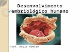 Desenvolvimento embriológico humano
