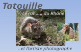 Le rat…… du Rhône