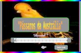 "Pássaros da Austrália"