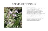 SALVIA OFFICINALIS
