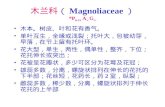 木兰科 （ Magnoliaceae ） * P 6-15  A ∞  G ∞