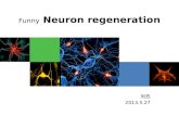 Funny  Neuron regeneration