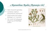 e)  Ratanhiae Radix (Ratanja rót)