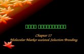 第十七章 分子标记辅助选择育种 Chapter 17   Molecular Marker assisted Selection Breeding