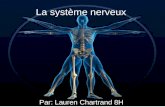 La  système nerveux