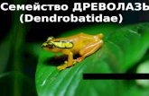 Семейство ДРЕВОЛАЗЫ ( Dendrobatidae )